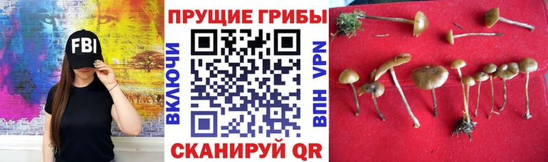 Псилоцибиновые грибы мицелий  Купить  Вилючинск 